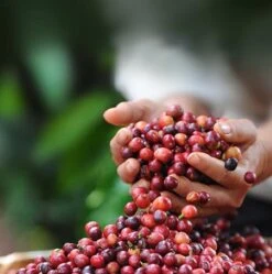 Nescafé Dolce Gusto Cappuccino Capsules - 90 Koffiecups 14 Nescafé Dolce Gusto Cappuccino Capsules - 90 Koffiecups -Koffie Tijd Winkel 1190x1200 2