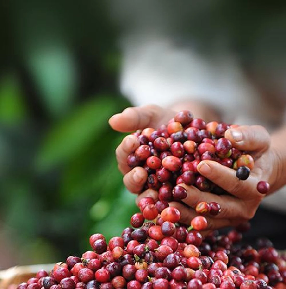 Nescafé Dolce Gusto Cappuccino Capsules - 90 Koffiecups 8 Nescafé Dolce Gusto Cappuccino Capsules - 90 Koffiecups - Afbeelding 6