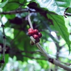 Kopi Luwak Koffie. 35 Gram Ongemalen Bonen. Direct Trade. Single Origin. The Original By Rich.Exclusive. 25 Kopi Luwak Koffie. 35 Gram Ongemalen Bonen. Direct Trade. Single Origin. The Original By Rich.Exclusive. -Koffie Tijd Winkel 1200x1200 135