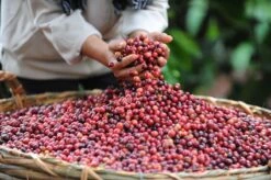 Nescafé Gold Oploskoffie - 6 Potten à 200 Gram -Koffie Tijd Winkel 1200x798 7