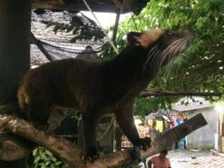 Kopi Luwak Koffie. 35 Gram Ongemalen Bonen. Direct Trade. Single Origin. The Original By Rich.Exclusive. 20 Kopi Luwak Koffie. 35 Gram Ongemalen Bonen. Direct Trade. Single Origin. The Original By Rich.Exclusive. -Koffie Tijd Winkel 1200x900 2