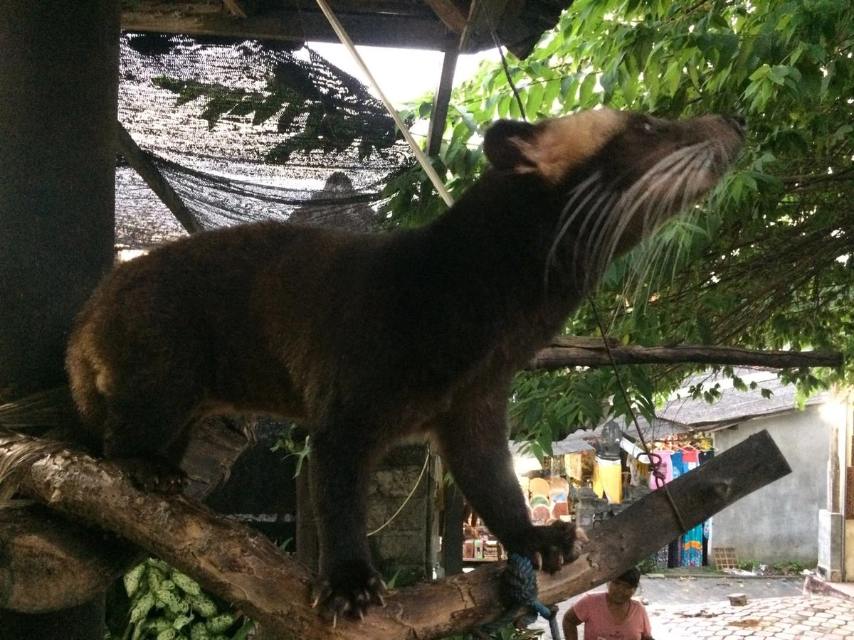 Kopi Luwak Koffie. 35 Gram Ongemalen Bonen. Direct Trade. Single Origin. The Original By Rich.Exclusive. 8 Kopi Luwak Koffie. 35 Gram Ongemalen Bonen. Direct Trade. Single Origin. The Original By Rich.Exclusive. - Afbeelding 6