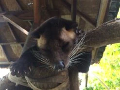 Kopi Luwak Koffie. 35 Gram Ongemalen Bonen. Direct Trade. Single Origin. The Original By Rich.Exclusive. 21 Kopi Luwak Koffie. 35 Gram Ongemalen Bonen. Direct Trade. Single Origin. The Original By Rich.Exclusive. -Koffie Tijd Winkel 1200x900 3