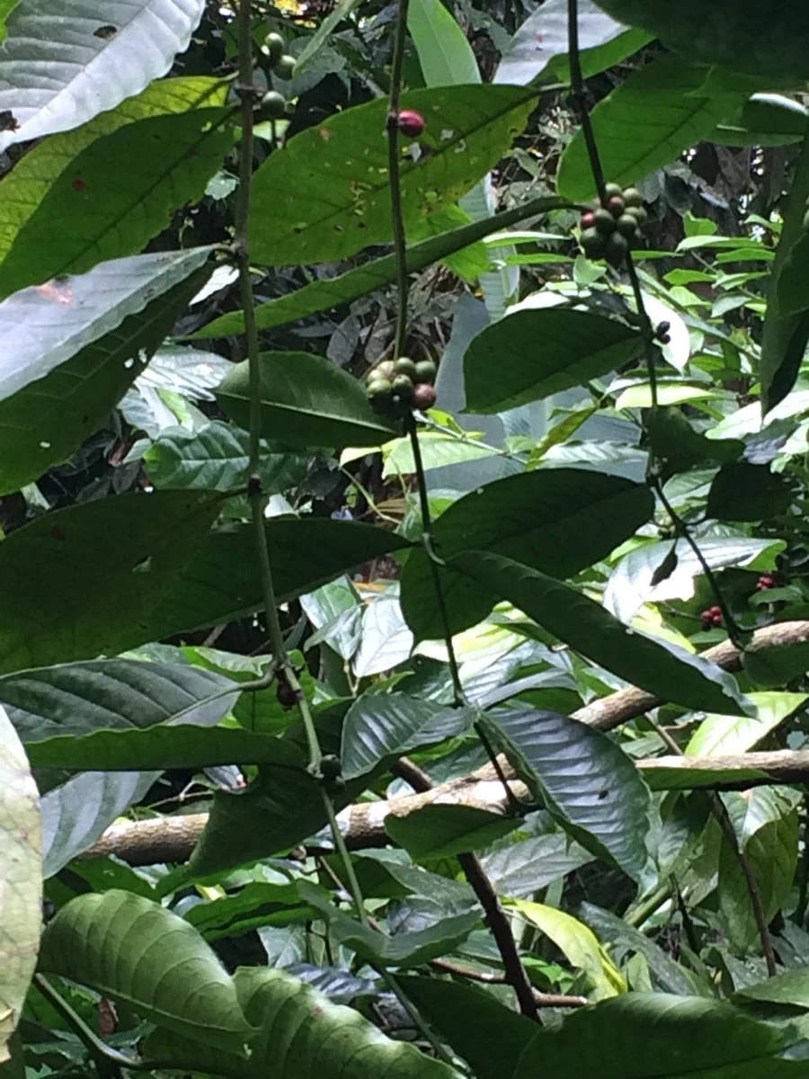 Kopi Luwak Koffie. 35 Gram Ongemalen Bonen. Direct Trade. Single Origin. The Original By Rich.Exclusive. 7 Kopi Luwak Koffie. 35 Gram Ongemalen Bonen. Direct Trade. Single Origin. The Original By Rich.Exclusive. - Afbeelding 5